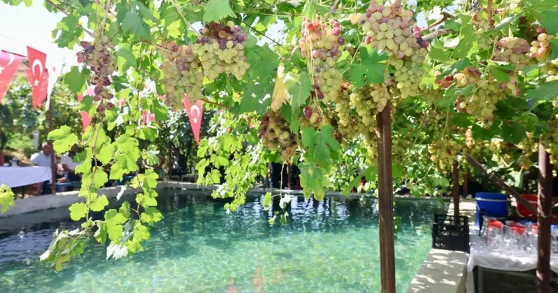 Tescilli üründe hasat başladı: Tayfi Avusturya sofralarında!