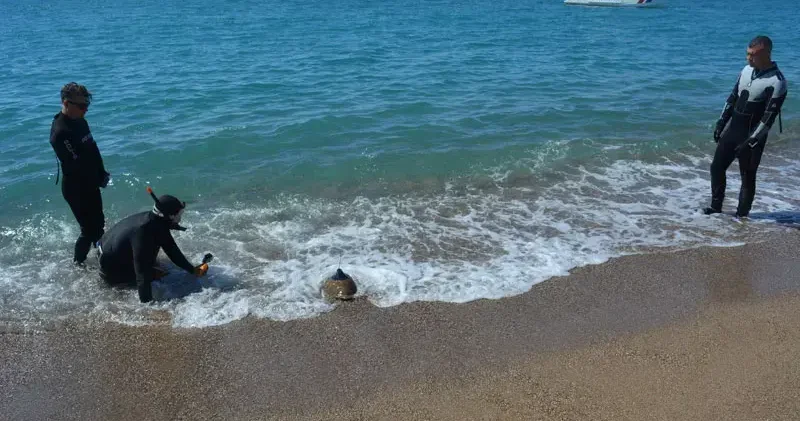Yeşil deniz kaplumbağası Hanzala , uydu cihazıyla Akdeniz e gönderildi
