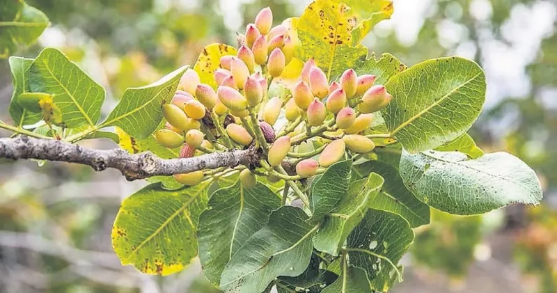 İDİL AÇIKALIN Antep fıstığı hasadı