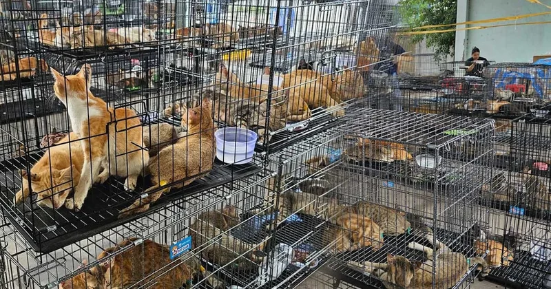 Et için kesmeyi planladıkları 2.700 kediyi çalan suç çetesi yakalandı Sözcü Gazetesi