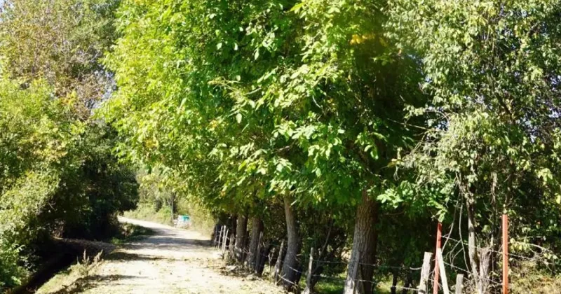Zonguldak ta kahreden kaza: Üzüm toplarken canından oldu