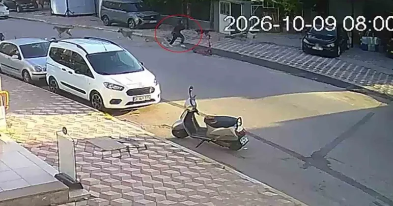 Okul yolunda sokak köpeklerinin saldırısına uğrayan kız çocuğu yaralandı