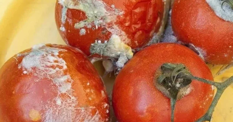 Çürük domatesleri çöpe atanlar çok pişman olacak Sözcü Gazetesi
