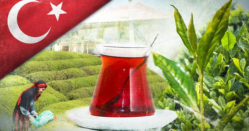 Çay ihracatı 9 ayda 25 milyon doları aştı
