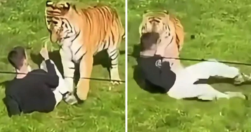 Hayvanat bahçesinde Bengal kaplanının bulunduğu alana girdi, hayatını kaybetti