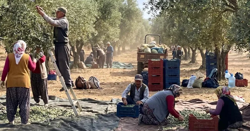 Böyle giderse zeytin ağaçları tek tek sökülecek Sözcü Gazetesi