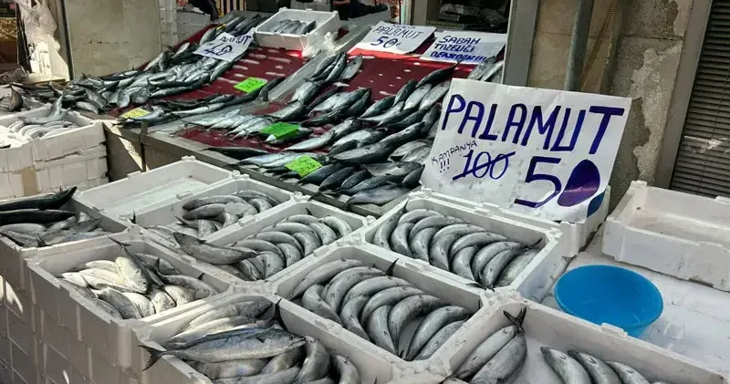 İnebolu’da palamudun tanesi 40 liraya kadar düştü