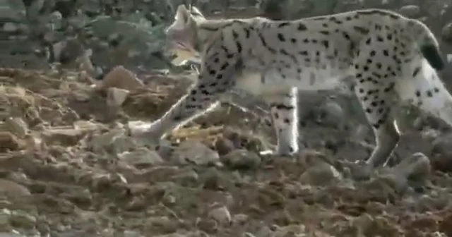 Hakkari de nesli tehlike altındaki vaşak görüntülendi Hakkari Haberleri