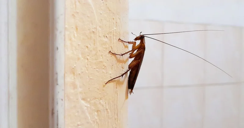 Hamam böceklerinden şifreli mesaj aldım diyen adam iki kişiyi katletti Sözcü Gazetesi