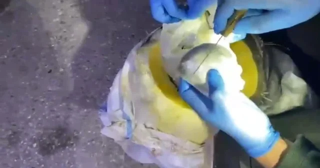 Osmaniye de bal kabağından uyuşturucu çıktı Osmaniye Haberleri