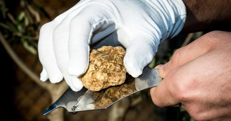 300 bin dolarlık mantar Türkiye ye yakın bölgede yetişiyor Sözcü Gazetesi