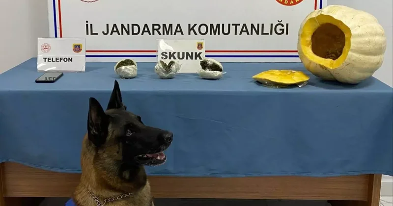 Yolcu otobüsünde şoke eden olay: Bal kabağından bakın ne çıktı!