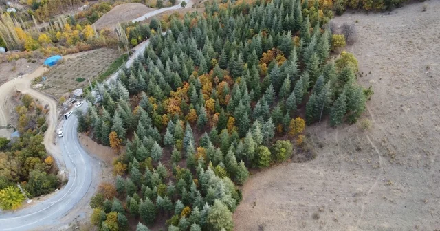 Adana da 37 yıl önce köylülerin diktiği fidanlar ormana dönüştü Yıllar sonra diktiği ağaçları gören köylüler, yeşil örtüye hayran kaldı Adana Haberleri