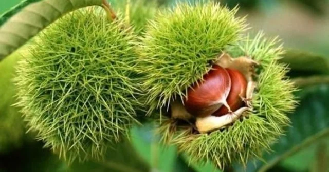 Bakanlık yüzde 75 destek veriyor Kapama kestane bahçesi projesi başvuruları başladı Düzce Haberleri