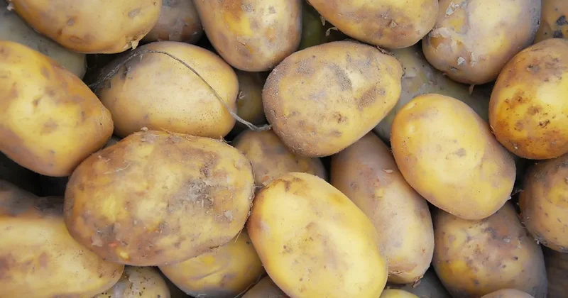 Patates 1 milyon kişinin ölümüne nasıl neden oldu? Sözcü Gazetesi