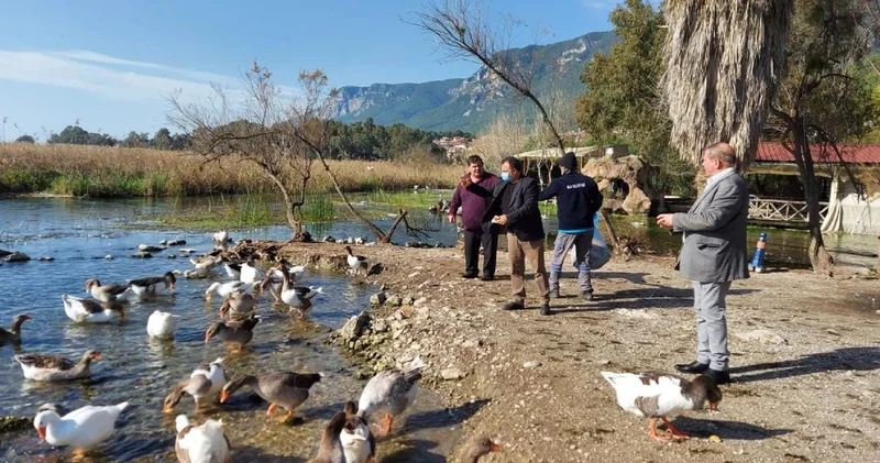 Muğla da kuş gribi alarmı!