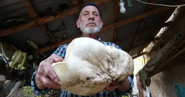 Kütahya haberleri Kütahya da dev mantar bulan Arif dede sevinçten havalara uçtu 10 Kasım 2025