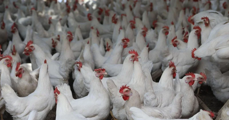 İspanya da kuş gribi alarmı: 2 milyondan fazla kümes hayvanı itlaf edildi