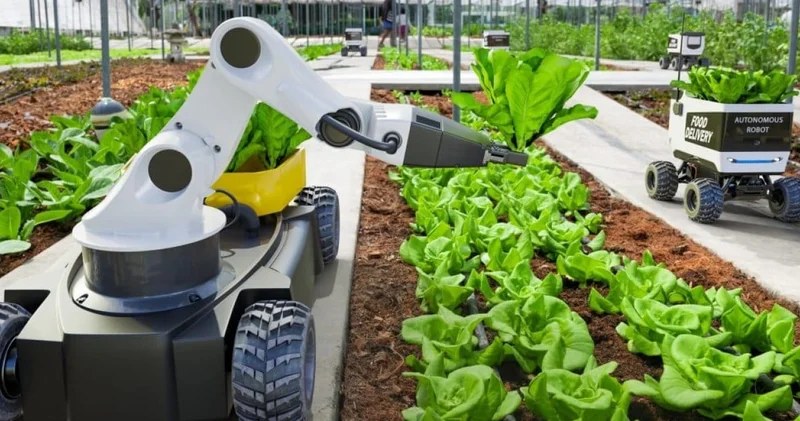 Tarlada traktör değil robot var! Çiftçi uyurken robot hasat yapacak