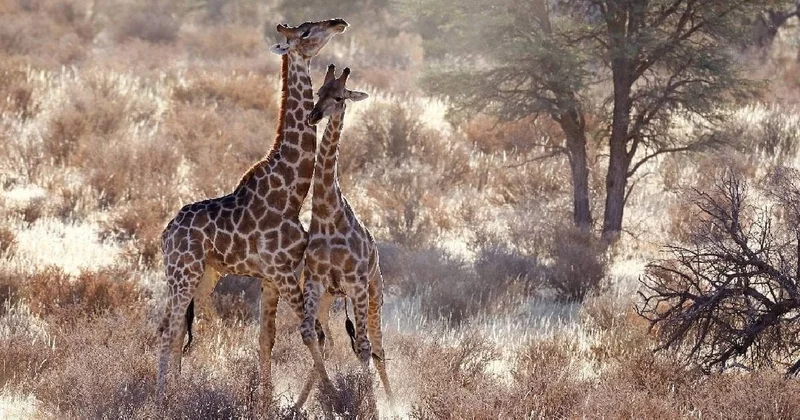 Zürafaların bacakları meğer bu yüzden uzunmuş: Bilim ilk defa kanıtladı Sözcü Gazetesi
