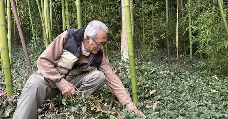 Tesadüfen başladı, 500 bin lira kazandı: Bakımı çok kolay, kendi kendini besliyor Sözcü Gazetesi