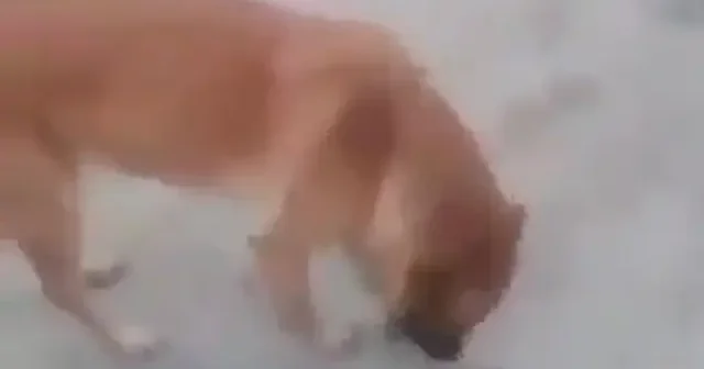 Sözde hayvansever kadın camiye giden Müslümanlarla dalga geçti VİDEO İZLE