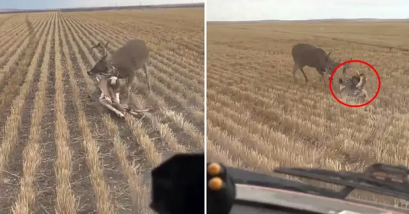 Nasıl olduğuna kimse anlam veremiyor: Bozkırın ortasında dehşete düşüren görüntü