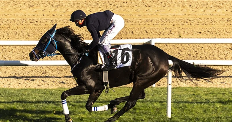 At yarışı sektörü gizli vergi tehdidi altında Sözcü Gazetesi