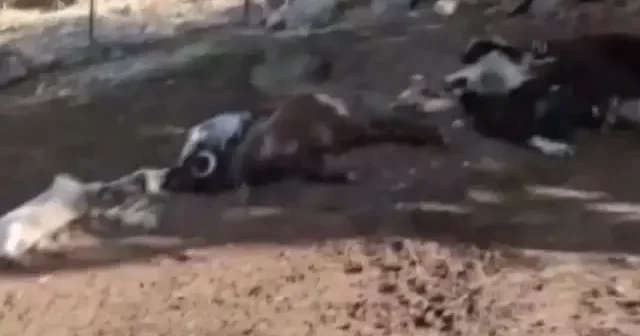 Ağıla giren kurtlar 10 küçükbaş hayvanı telef etti VİDEO İZLE