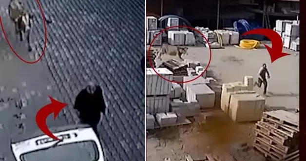 İnek dehşeti!Ahırdan kaçan kızgın hayvan önüne gelene saldırdı!