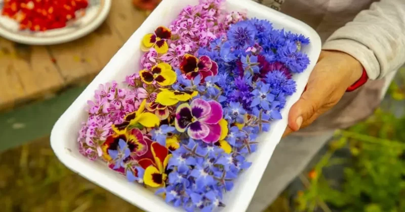 Gastronomide yeni trend: Yenilebilir çiçekler gündemde