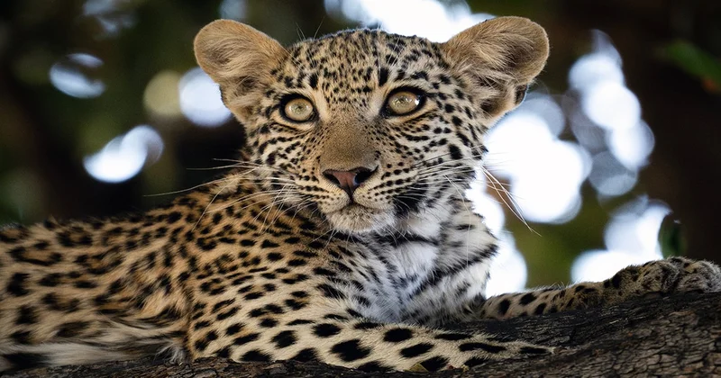 Leoparın beneklerinin sırrı çözüldü: Doğduklarında yokmuş Sözcü Gazetesi