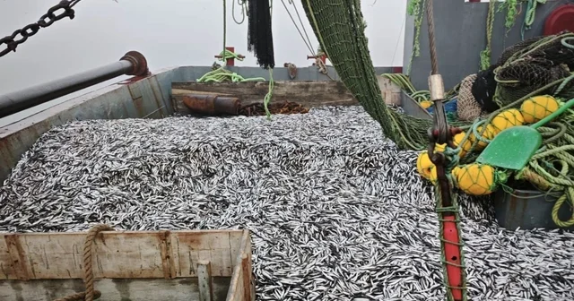 Samsun da 1 milyon 843 bin 550 kilo hamsi denetlendi Samsun Haberleri
