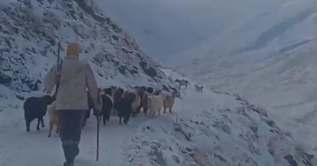 Ağrı da kar ve tipi hayatı durdurdu Eleşkirt te 3 köy yolu ulaşıma kapandı, Taşlıçay da sürü tipiye yakalandı Ağrı Haberleri