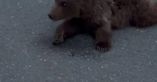 Kara yolundaki yaralı yavru ayı DKMP ya teslim edildi Karabük Haberleri