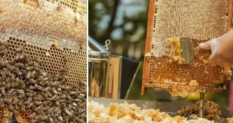 Doğu Karadeniz in 11 aylık bal ihracatı 1,9 milyon doları aştı: En fazla Almanya, ABD ve BAE talep etti Ekonomi Haberleri