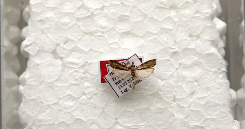 Diyarbakır da keşfettiği yeni güve türüne eşinin adını verdi