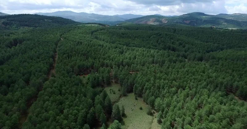 Yeşil Vatan Büyüyor: Türkiye, ormanlık alanını en fazla artıran ülkeler arasında