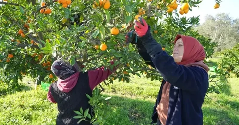 2 TL’lik mandalinanın 20 TL’lik rant yolculuğu Sözcü Gazetesi