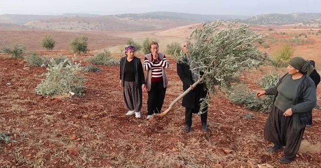 Adıyaman da 10 bin ağaç kırılarak yok edildi Adıyaman Haberleri