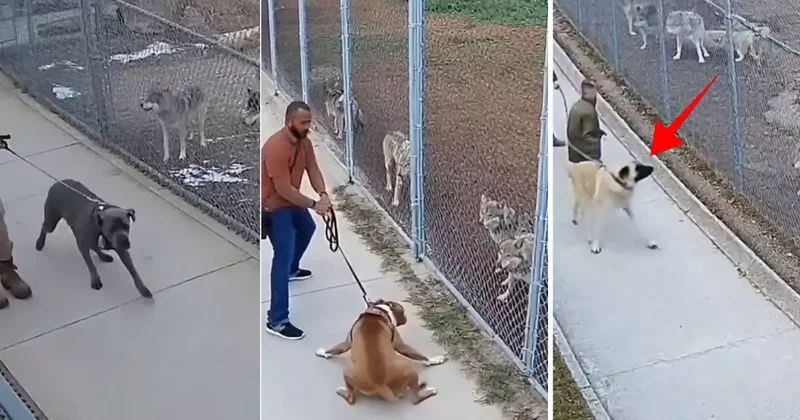 Sivas kangalını ve diğer köpekleri kurt sürüsünün karşısına çıkardılar: Sonuç inanılmaz