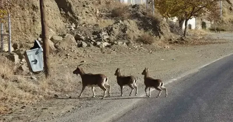 Erzurum da yaban keçisi avlamaya çalışan 2 kişiye 36 bin 700 lira ceza Erzurum Haberleri