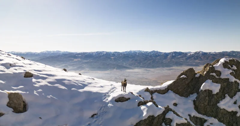 Tunceli doruklarında dağcıları çengel boynuzlu dağ keçileri karşılıyor