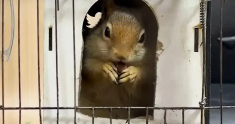 DKMP: İş yerinde tutulan sincaba el konuldu