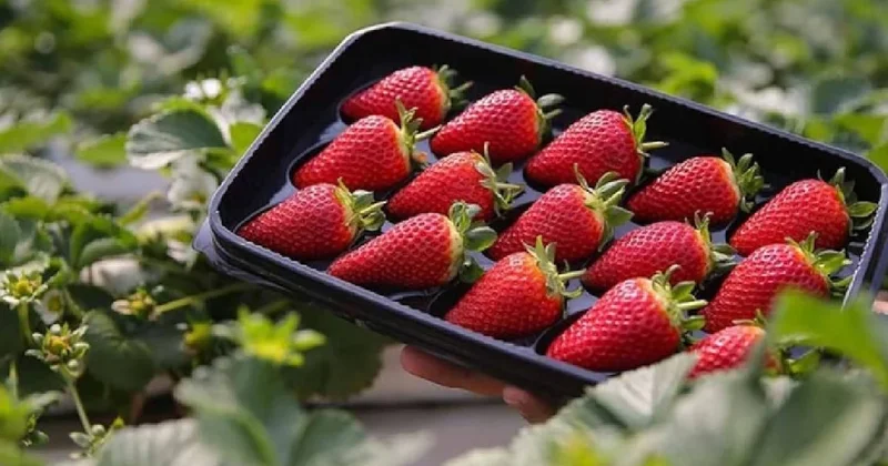 Çileklerin raf ömrünü iki kat uzatan yöntem ortaya çıktı Sözcü Gazetesi