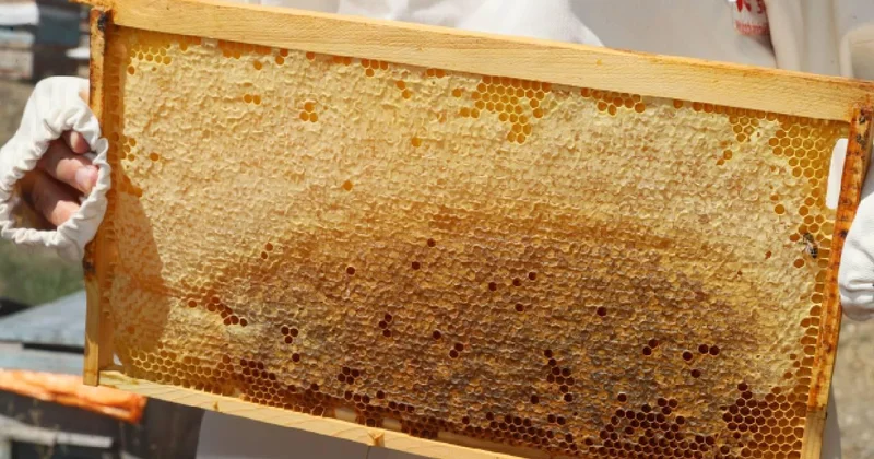 Doğu Karadeniz’den 11 ayda 452 ton bal ihracatı