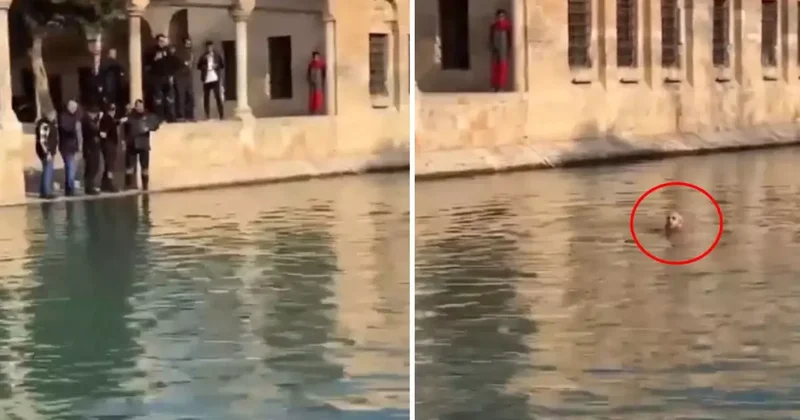 Balıklıgöl e atlayan genç! O esnada dudaklarından tek cümle döküldü