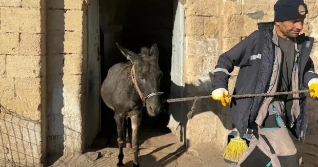 Mardin haberleri Mardin in kadrolu eşeklerinden haber var: Emekliliklerinin önü açılıyor 10 Aralık 2025