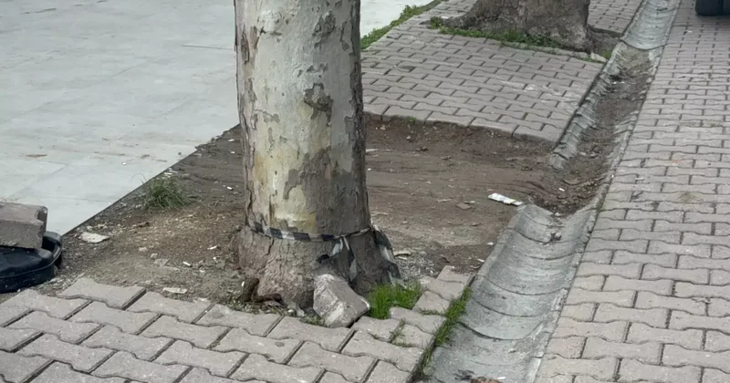 Çöp sanıp aldığı poşetten 60 bin dolar çıktı