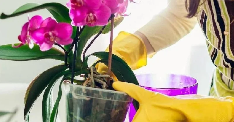 Orkideyi çürüten büyük hata: Herkes aynı yanlışı yapıyor Sözcü Gazetesi